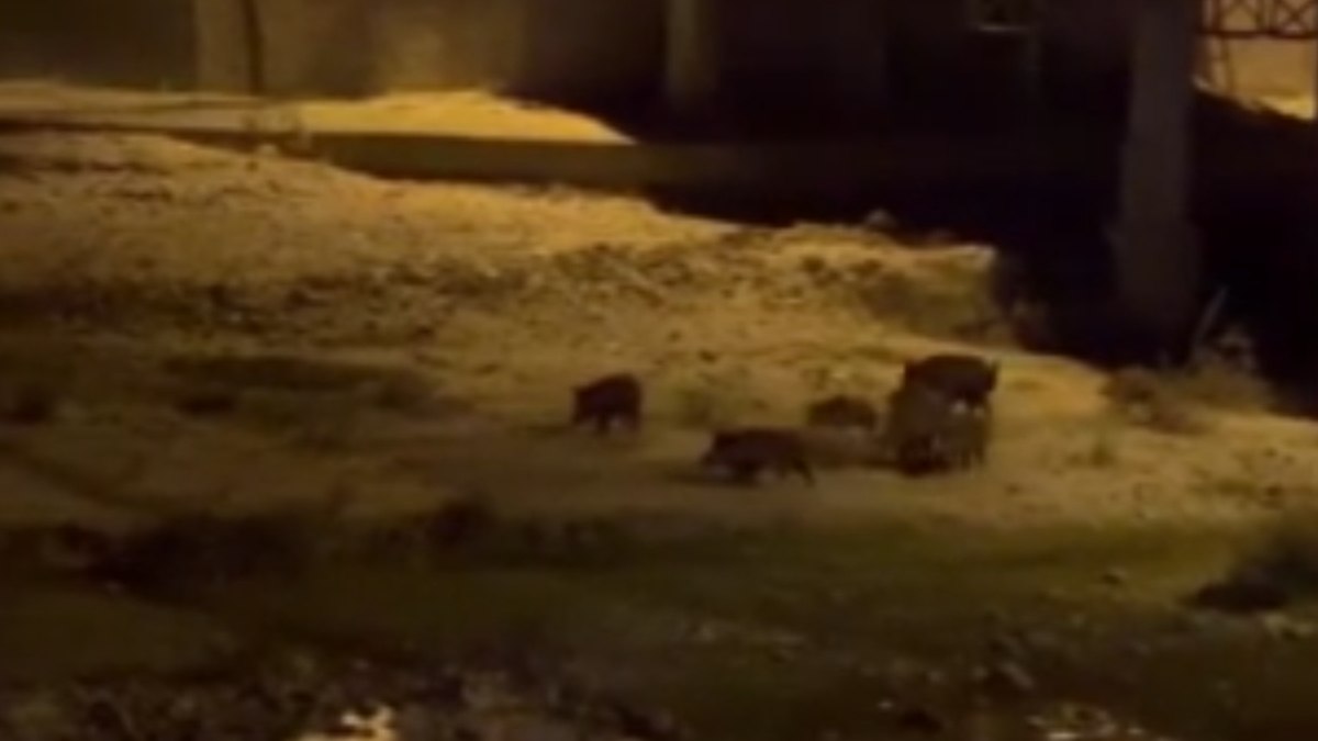 Balıkesir’de aç kalan domuzlar merkeze inerek yiyecek aradı