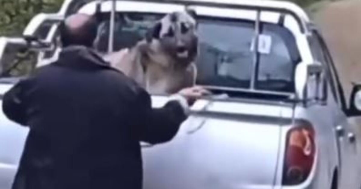 Kamyonette köpeğe halatla şiddet uyguladı, gözaltına alındı